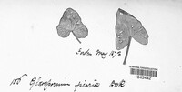 Entyloma ficariae image